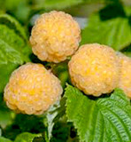 10 'Fallgold' Yellow Raspberry Canes / Rubus Idaeus 'Fallgold', Extremly Tasty