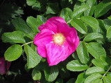 5 Red Wild Rose Hedging 30-50cm Plants,Rosa Rugosa Rubra,Flowers For 6mths