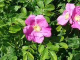 50 Common Wild Rose Hedging 30-50cm Plants,Keep Burglars Out! Rosa rugosa