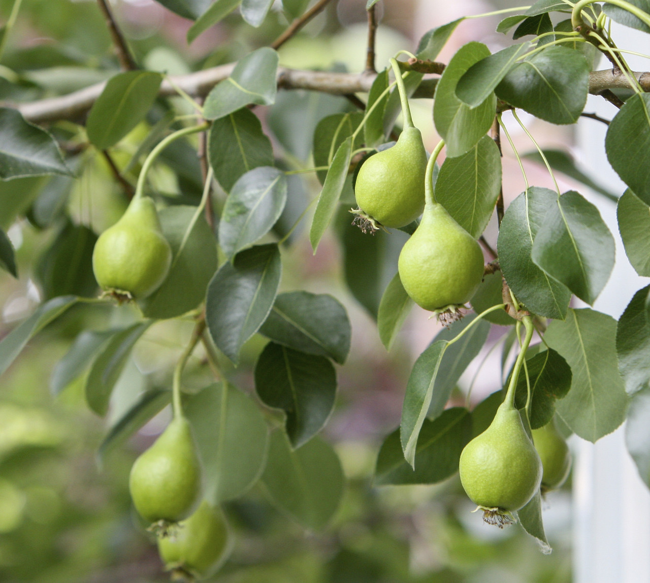 Груша Лель Pyrus communis