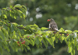 100 Bird Cherry Trees,Flowering &  Berries, 40-60cm Prunus Padus,Birds Love Them