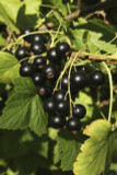 3 Ben Sarek Blackcurrant Plants/ Ribes Nigrum 'Ben Sarek' 2-3ft Tall