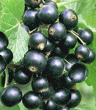 1 Titania Blackcurrant Bush Plant, Multi-stemmed, Tasty Fruit & Heavy Crop