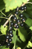 1 Blackcurrant Bush 'Ben Nevis' Multistemmed Plant, Make Great Preserves