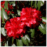 Rhododendron 'Red Jack' 30-40cm Tall In 5L Pot, Stunning Ruby-Red Flowers