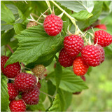 1 'Malling Promise' Red Raspberry Bush / Cane, Rubus Idaeus 'Malling Promise'