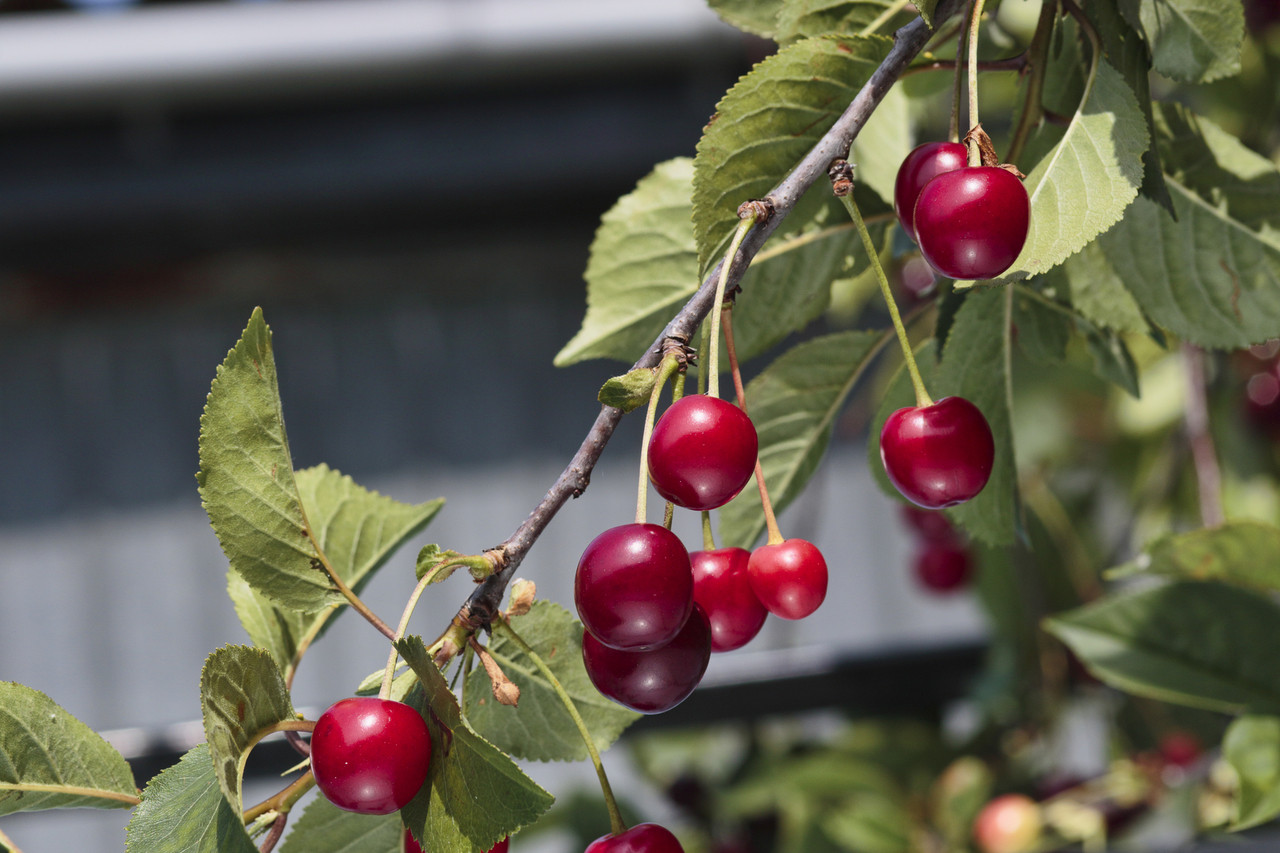 20 Wild Cherry Trees 4060cm Stunning Blossom, Edible