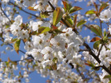 100 Wild Cherry Trees 40-60cm Stunning Blossom, Edible Cherries & Wild Bird Food