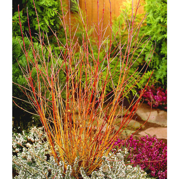 3 'Midwinter Fire' Dogwood / Cornus Sanguinea in 2L Pots ...