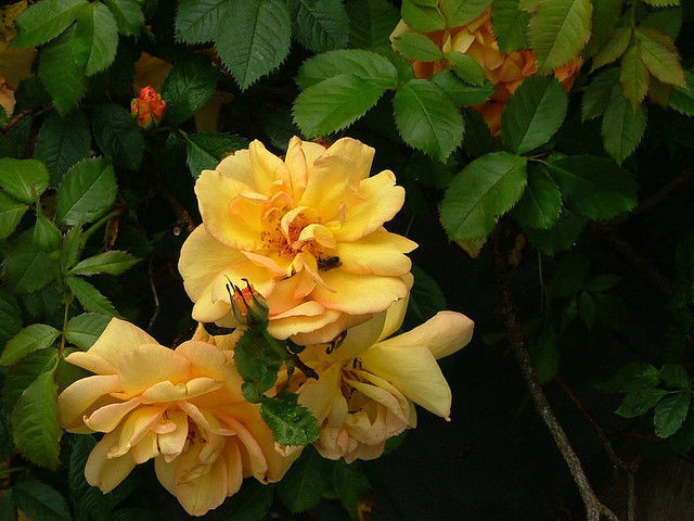 Maigold Fragrant Hardy Climbing Rose Bush Beautiful Golden Coppery Orange Blooms Beechwoodtrees
