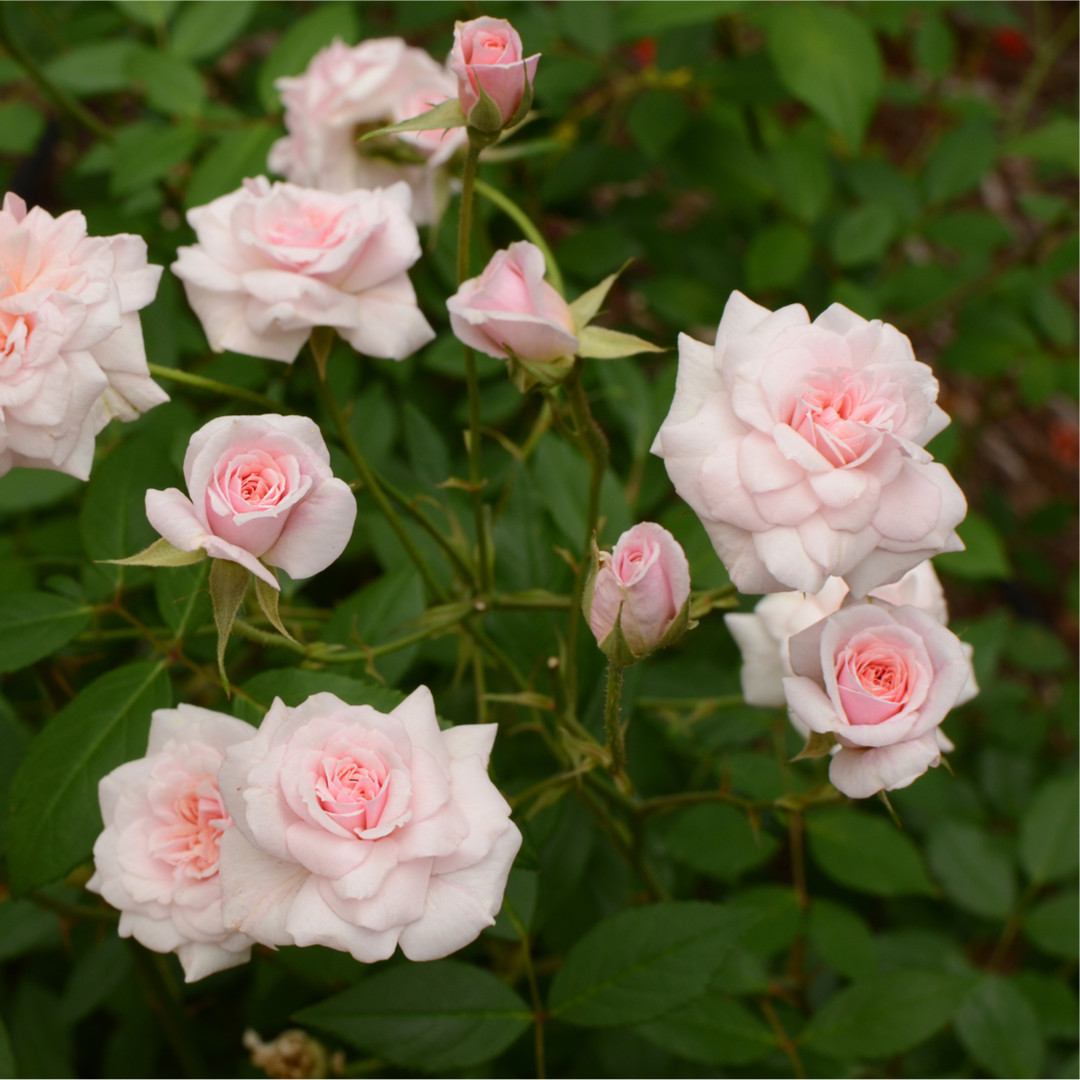 Cecile Brunner Fragrant Climbing Rose Bush Delicate Soft Pink Hardy China Rose Beechwoodtrees