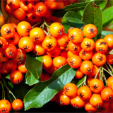 25 Pyracantha 'Orange Glow' Plants / Firethorn 'Orange Glow' Evergreen Hedge