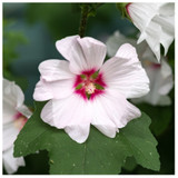 Lavatera Clementii Barnsley / Tree mallow, In 2L Pot, Stunning Flowers