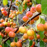 Crab Apple / Malus Evereste 40-50cm Tree in 2L Pot, Make your Cider & Jelly