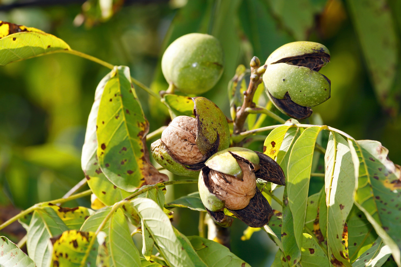 Large English Walnut Fruit Tree 4ft Tall In 6L Pot Grow Nuts Juglans Large English Walnut Fruit Tree 4ft Tall In 6L Pot Grow Nuts Juglans