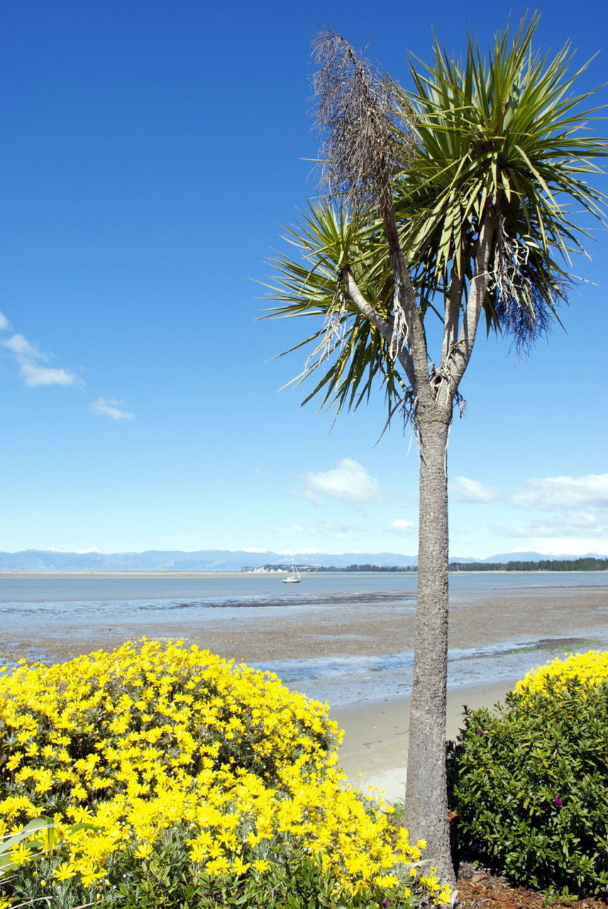 2 Cordyline Australis Plants / Cabbage Palm Trees, 3040cm Tall in a 2L