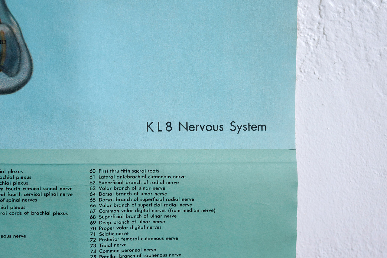 nervous system stamp nervous system stamp