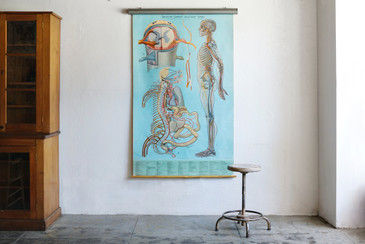 SOLD - Vintage Anatomy Chart, Nervous System, 1965