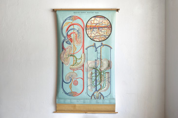 SOLD - Vintage Anatomy Pull Down Chart, Circulation, XL, 1960s