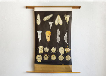 SOLD - Science Pull Down Diagram, Ciliates and Sporozoa, 1964