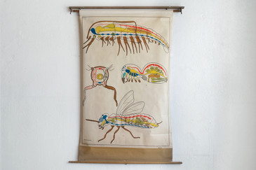SOLD - Arthropod Pull Down Diagram, 1960s German