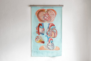 SOLD - Vintage Anatomy Pull Down Chart, Heart,  1960's