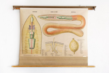 SOLD - Vintage Earthworms Pull Down Diagram, 1960s Swedish