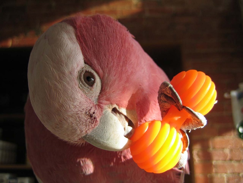 parrot foot toys