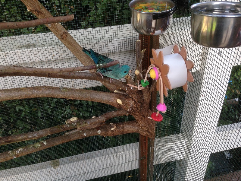 HomeMade Natural Perches My Parrot Shop