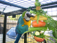 Macaw with the 12" Large Ball Kabob