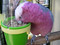 Galah eating from the Clean Cup Feed & Water Cup Large