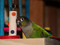 Green Cheek Conure with Smarty Stick