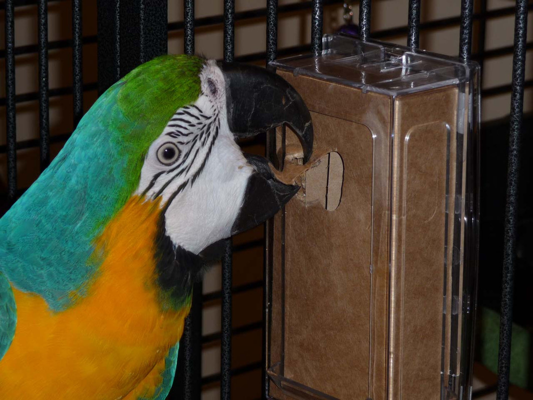 Blue and Gold Macaw digging in to a chipboard box in the Large Vertical CFS Dispenser