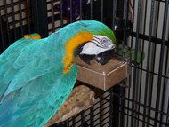 Blue and Gold Macaw digging in to a chipboard box in the Large Horizontal CFS Dispenser