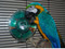 Blue and Gold Macaw with the Giant Gen II Foraging Wheel