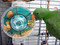 Eclectus with the Large Gen II Foraging Wheel
