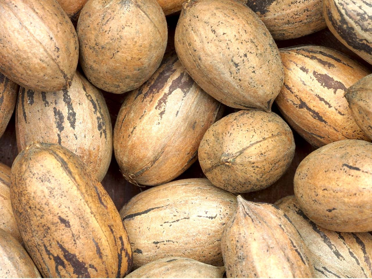 Pecan Nuts In Shell My Parrot Shop