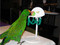 Eclectus using the Small Basketball Set