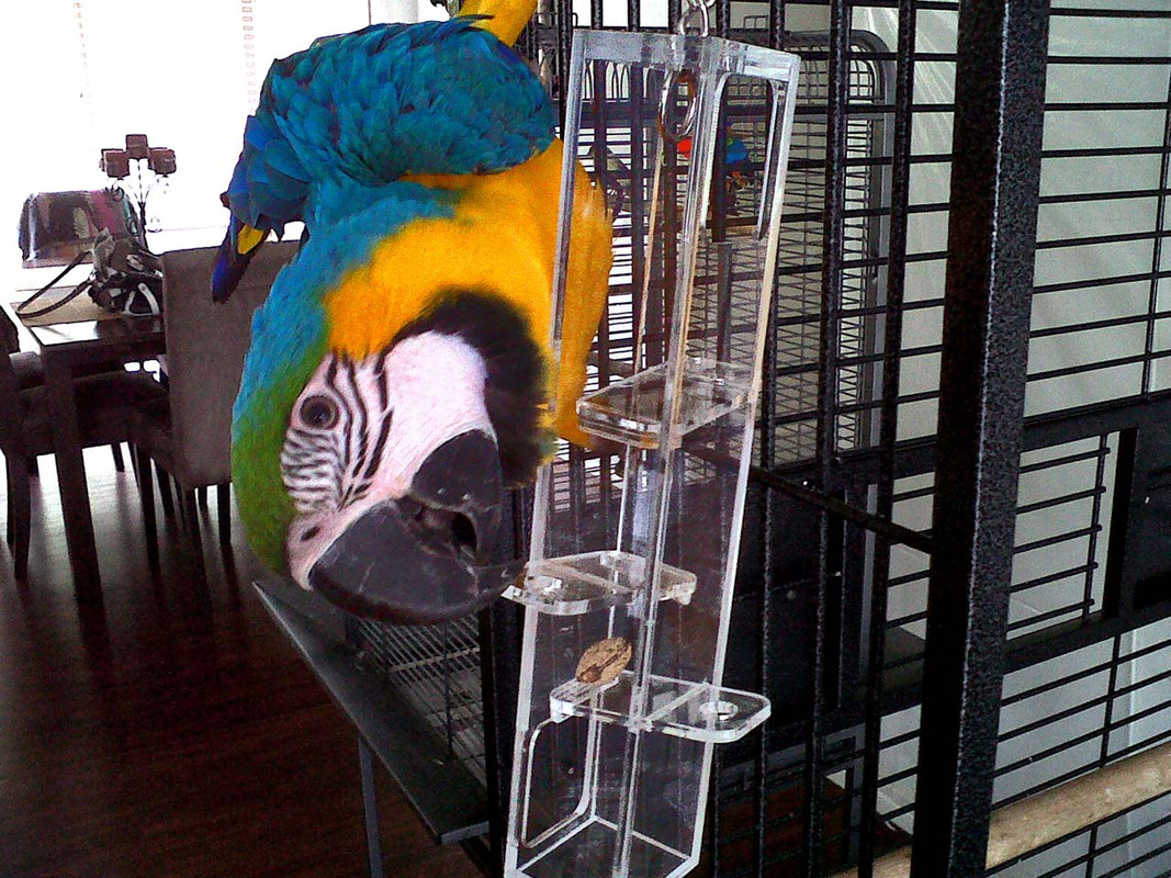Blue and Gold Macaw with Birdy Plunk Forage Large