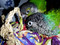Green Cheek Conures with the Super Shredder Ball - Small