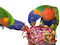Rainbows Lorikeets with the Super Shredder Ball - Small