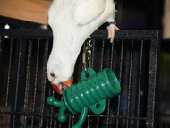 Indian Ringneck with Barrel of Fun foraging toy
