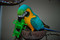 Blue and Gold Macaw with Snack Rack foraging toy