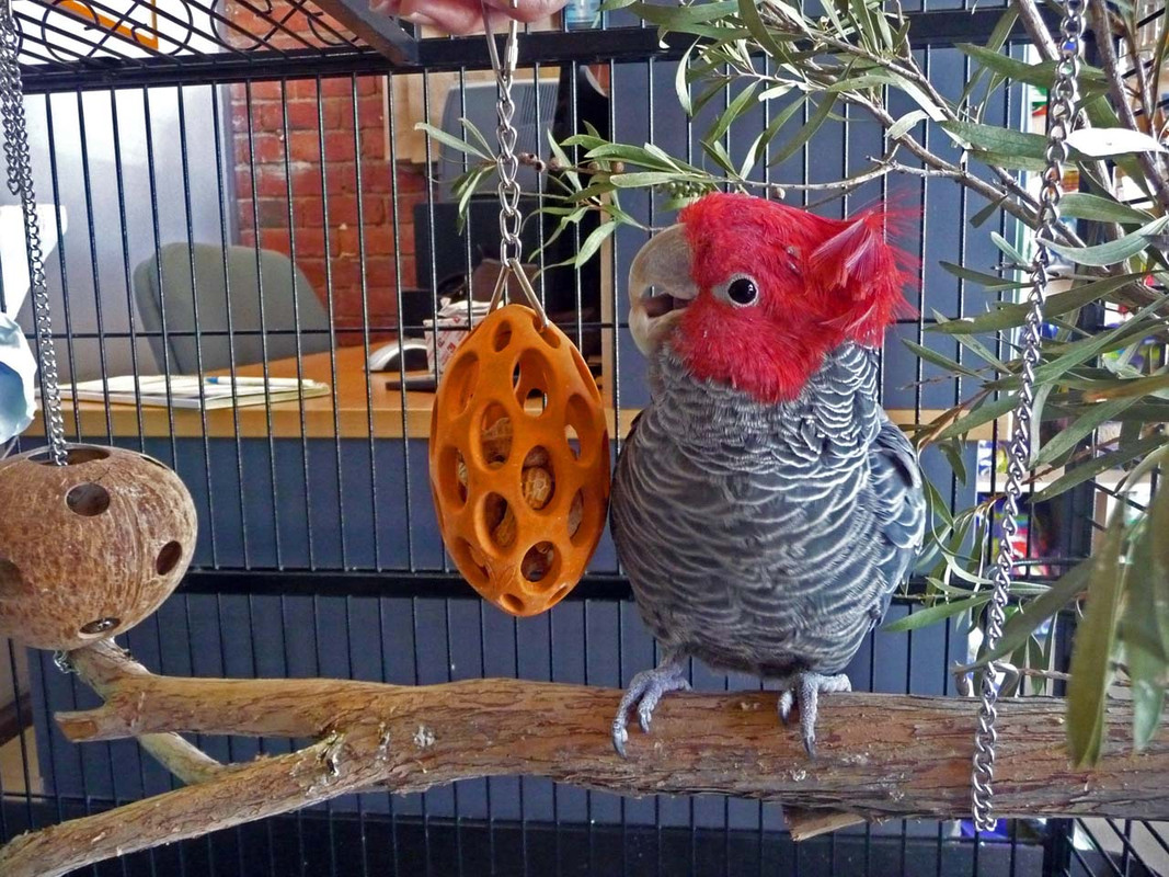 Gang Gang Cockatoo with the Nutcase foraging toy
