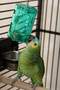 Blue Fronted Amazon with the Can Of Nuts