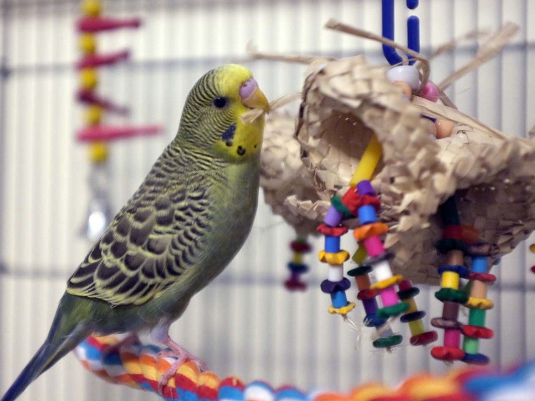 Budgie with the Coco Clusters