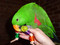 Eclectus with a large Crystal Pop