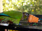 Greencheek Conure with a Flower Pot Forage