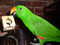 Eclectus with a Holey Cube