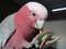 Galah with a Leather Biscuit